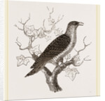 Young Cuckoo by Anonymous