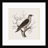 Young Cuckoo by Anonymous