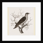 Young Cuckoo by Anonymous