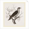 Young Cuckoo by Anonymous