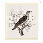 Young Cuckoo by Anonymous
