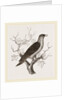 Young Cuckoo by Anonymous