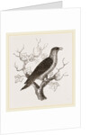 Young Cuckoo by Anonymous