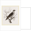 Young Cuckoo by Anonymous
