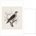 Young Cuckoo by Anonymous