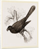 Ani, bird in the cuckoo family by Anonymous