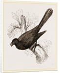 Ani, bird in the cuckoo family by Anonymous