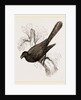 Ani, bird in the cuckoo family by Anonymous