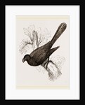Ani, bird in the cuckoo family by Anonymous