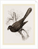 Ani, bird in the cuckoo family by Anonymous