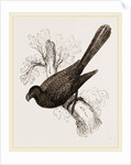 Ani, bird in the cuckoo family by Anonymous