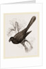 Ani, bird in the cuckoo family by Anonymous