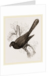 Ani, bird in the cuckoo family by Anonymous