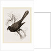 Ani, bird in the cuckoo family by Anonymous