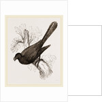 Ani, bird in the cuckoo family by Anonymous