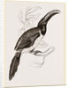 Humboldt's Aracari by Anonymous