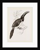 Humboldt's Aracari by Anonymous