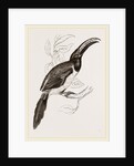 Humboldt's Aracari by Anonymous