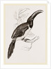 Humboldt's Aracari by Anonymous