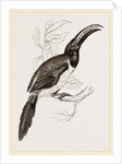 Humboldt's Aracari by Anonymous