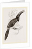 Humboldt's Aracari by Anonymous