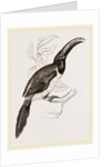Humboldt's Aracari by Anonymous