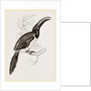 Humboldt's Aracari by Anonymous