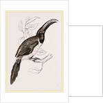 Humboldt's Aracari by Anonymous
