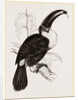 Cuvier's Toucan by Anonymous
