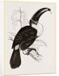 Cuvier's Toucan by Anonymous