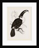 Cuvier's Toucan by Anonymous