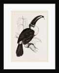 Cuvier's Toucan by Anonymous