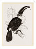 Cuvier's Toucan by Anonymous