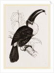 Cuvier's Toucan by Anonymous