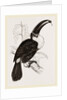 Cuvier's Toucan by Anonymous