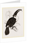 Cuvier's Toucan by Anonymous
