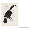 Cuvier's Toucan by Anonymous
