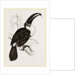 Cuvier's Toucan by Anonymous