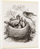 Cuckoo in Hedge-Sparrow's Nest by Anonymous