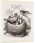 Cuckoo in Hedge-Sparrow's Nest by Anonymous