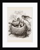 Cuckoo in Hedge-Sparrow's Nest by Anonymous