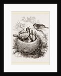 Cuckoo in Hedge-Sparrow's Nest by Anonymous