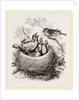 Cuckoo in Hedge-Sparrow's Nest by Anonymous