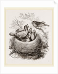 Cuckoo in Hedge-Sparrow's Nest by Anonymous