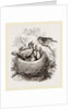 Cuckoo in Hedge-Sparrow's Nest by Anonymous