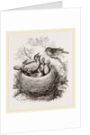 Cuckoo in Hedge-Sparrow's Nest by Anonymous