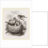 Cuckoo in Hedge-Sparrow's Nest by Anonymous