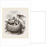 Cuckoo in Hedge-Sparrow's Nest by Anonymous