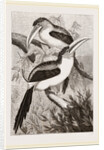 Curl-crested Aracaris by Anonymous