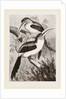 Curl-crested Aracaris by Anonymous
